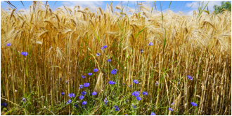 Martin Georg - Groemitz-Foto